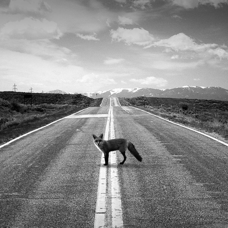 Illustratiefoto. Foto van een vos op een weg.